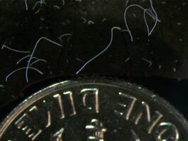 Hallan una bacteria gigante que se aprecia a simple vista en Guadalupe (Antillas): Thiomargarita magnifica Esta fotografía de microscopio proporcionada por el Laboratorio Nacional Lawrence Berkeley en junio de 2022 muestra hebras delgadas de células de la bacteria gigante Thiomargarita magnifica junto a una moneda de diez centavos de EE.UU.