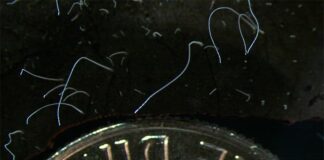 Hallan una bacteria gigante que se aprecia a simple vista en Guadalupe (Antillas): Thiomargarita magnifica Esta fotografía de microscopio proporcionada por el Laboratorio Nacional Lawrence Berkeley en junio de 2022 muestra hebras delgadas de células de la bacteria gigante Thiomargarita magnifica junto a una moneda de diez centavos de EE.UU.