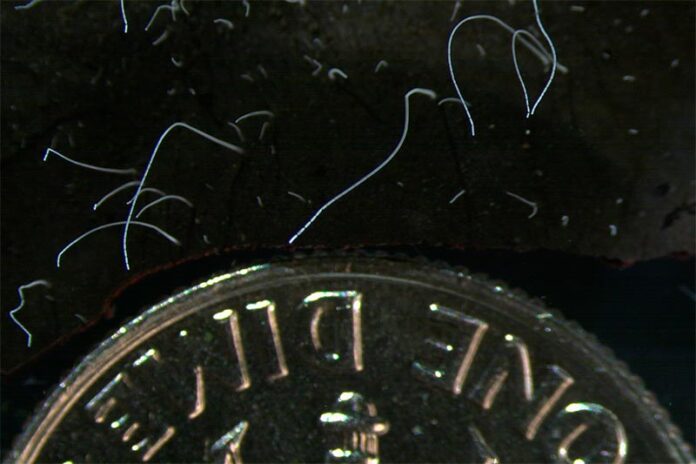 Esta fotografía de microscopio proporcionada por el Laboratorio Nacional Lawrence Berkeley en junio de 2022 muestra hebras delgadas de células de la bacteria gigante Thiomargarita magnifica junto a una moneda de diez centavos de EE.UU.