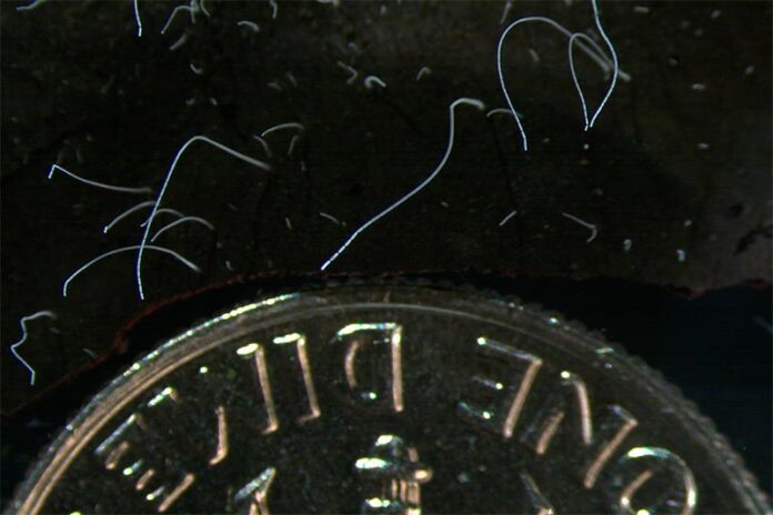 Esta fotografía de microscopio proporcionada por el Laboratorio Nacional Lawrence Berkeley en junio de 2022 muestra hebras delgadas de células de la bacteria gigante Thiomargarita magnifica junto a una moneda de diez centavos de EE.UU. Esta fotografía de microscopio proporcionada por el Laboratorio Nacional Lawrence Berkeley en junio de 2022 muestra hebras delgadas de células de la bacteria gigante Thiomargarita magnifica junto a una moneda de diez centavos de EE.UU.