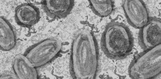 La viruela del mono está mutando a un ritmo más rápido de lo esperado Viruela del mono