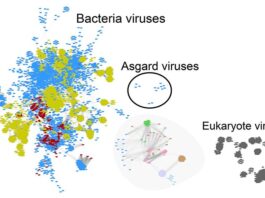 Descubrimiento de virus ofrece pistas sobre los orígenes de la vida compleja Comparación de todos los genomas de virus conocidos