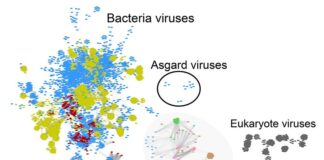 Descubrimiento de virus ofrece pistas sobre los orígenes de la vida compleja Comparación de todos los genomas de virus conocidos