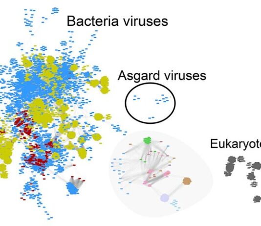 Descubrimiento de virus ofrece pistas sobre los orígenes de la vida compleja Comparación de todos los genomas de virus conocidos