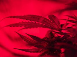 Las drogas sagradas en la Antigüedad, de Carlos G. Wagner: Un monumental y riguroso repaso a nuestro pasado Drogas