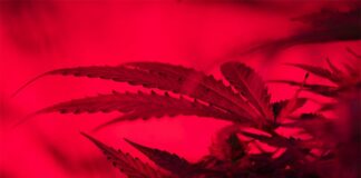 Las drogas sagradas en la Antigüedad, de Carlos G. Wagner: Un monumental y riguroso repaso a nuestro pasado Drogas