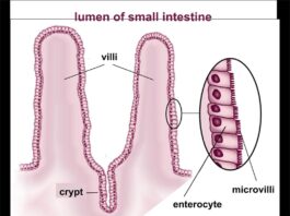 Nuevo mecanismo de células madre descubierto en el intestino Las células madre se dividen en la parte inferior de las criptas intestinales y las células resultantes son empujadas hacia arriba hasta la parte superior de las vellosidades donde se desechan