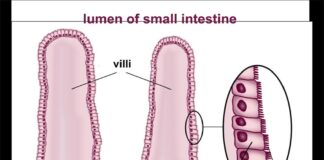 Nuevo mecanismo de células madre descubierto en el intestino Las células madre se dividen en la parte inferior de las criptas intestinales y las células resultantes son empujadas hacia arriba hasta la parte superior de las vellosidades donde se desechan