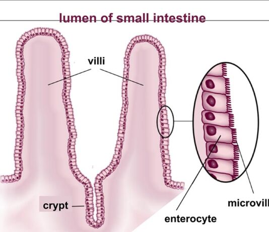 Nuevo mecanismo de células madre descubierto en el intestino Las células madre se dividen en la parte inferior de las criptas intestinales y las células resultantes son empujadas hacia arriba hasta la parte superior de las vellosidades donde se desechan
