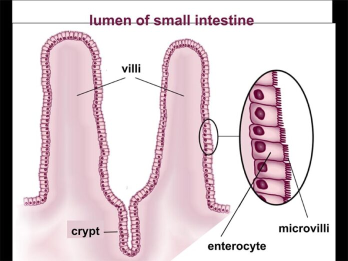 Las células madre se dividen en la parte inferior de las criptas intestinales y las células resultantes son empujadas hacia arriba hasta la parte superior de las vellosidades donde se desechan Las células madre se dividen en la parte inferior de las criptas intestinales y las células resultantes son empujadas hacia arriba hasta la parte superior de las vellosidades donde se desechan