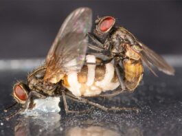 El hongo de la mosca zombi atrae a moscas macho para aparearse con cadáveres hembra Una mosca macho tratando de aparearse con un cadáver hembra sostenido por un poco de vaselina. El hongo de la mosca zombi ha crecido fuera del segmento posterior del cuerpo y es visible como grandes manchas blancas de las que se expulsan las esporas