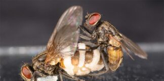 El hongo de la mosca zombi atrae a moscas macho para aparearse con cadáveres hembra Una mosca macho tratando de aparearse con un cadáver hembra sostenido por un poco de vaselina. El hongo de la mosca zombi ha crecido fuera del segmento posterior del cuerpo y es visible como grandes manchas blancas de las que se expulsan las esporas