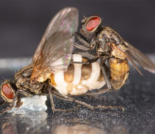 El hongo de la mosca zombi atrae a moscas macho para aparearse con cadáveres hembra Una mosca macho tratando de aparearse con un cadáver hembra sostenido por un poco de vaselina. El hongo de la mosca zombi ha crecido fuera del segmento posterior del cuerpo y es visible como grandes manchas blancas de las que se expulsan las esporas