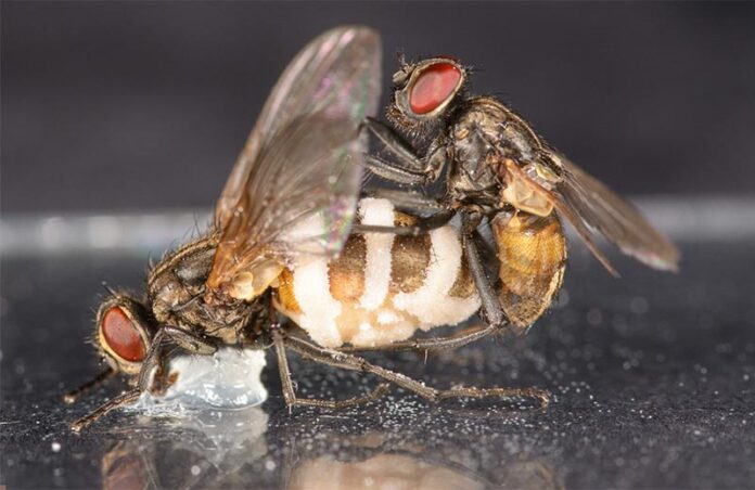 Una mosca macho tratando de aparearse con un cadáver hembra sostenido por un poco de vaselina. El hongo de la mosca zombi ha crecido fuera del segmento posterior del cuerpo y es visible como grandes manchas blancas de las que se expulsan las esporas