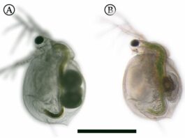 Cómo las pulgas de agua se defienden de las plantas carnívoras Las pulgas de agua que crecen en presencia de Utricularia (derecha) tienen una morfología ligeramente diferente a las que no conviven con la planta (izquierda). Sin embargo, las diferencias son casi invisibles a simple vista