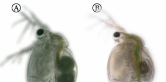 Cómo las pulgas de agua se defienden de las plantas carnívoras Las pulgas de agua que crecen en presencia de Utricularia (derecha) tienen una morfología ligeramente diferente a las que no conviven con la planta (izquierda). Sin embargo, las diferencias son casi invisibles a simple vista