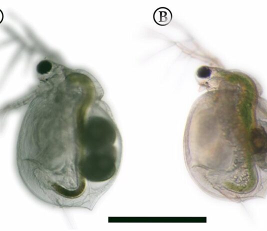 Cómo las pulgas de agua se defienden de las plantas carnívoras Las pulgas de agua que crecen en presencia de Utricularia (derecha) tienen una morfología ligeramente diferente a las que no conviven con la planta (izquierda). Sin embargo, las diferencias son casi invisibles a simple vista