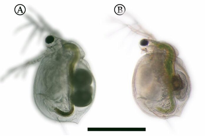 Las pulgas de agua que crecen en presencia de Utricularia (derecha) tienen una morfología ligeramente diferente a las que no conviven con la planta (izquierda). Sin embargo, las diferencias son casi invisibles a simple vista