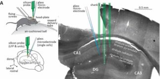 Descubren tipo de célula neuronal que controla el flujo de información en el cerebro Registro de actividad neuronal de picos celulares y oscilaciones gamma del área CA1 del hipocampo de ratones despiertos fijos en la cabeza