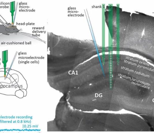 Descubren tipo de célula neuronal que controla el flujo de información en el cerebro Registro de actividad neuronal de picos celulares y oscilaciones gamma del área CA1 del hipocampo de ratones despiertos fijos en la cabeza