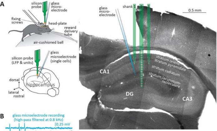 Registro de actividad neuronal de picos celulares y oscilaciones gamma del área CA1 del hipocampo de ratones despiertos fijos en la cabeza Registro de actividad neuronal de picos celulares y oscilaciones gamma del área CA1 del hipocampo de ratones despiertos fijos en la cabeza