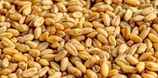 Cambios en la alimentación animal podrían alimentar a 1.000 millones de personas más Cambios en la alimentación animal podrían alimentar a 1.000 millones de personas más