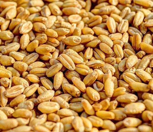 Cambios en la alimentación animal podrían alimentar a 1.000 millones de personas más Cambios en la alimentación animal podrían alimentar a 1.000 millones de personas más