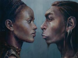 Lo que revelan los fósiles sobre la hibridación de los primeros humanos Primeros humanos modernos (izquierda) y neandertal