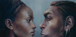 Lo que revelan los fósiles sobre la hibridación de los primeros humanos Primeros humanos modernos (izquierda) y neandertal