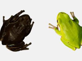 Las ranas negras de Chernobyl revelan la evolución en acción Las ranas negras de Chernobyl revelan la evolución en acción