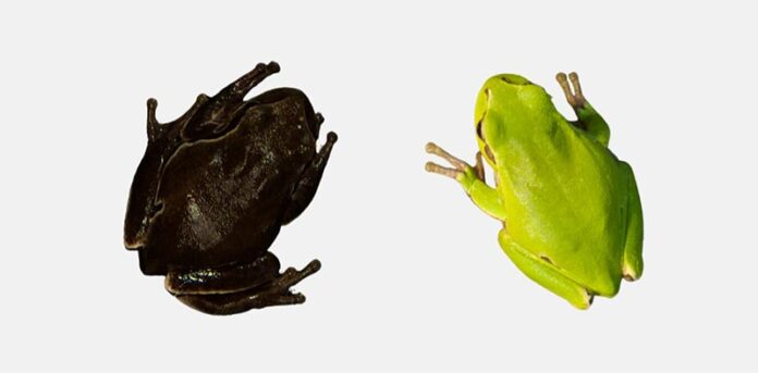 Las ranas negras de Chernobyl revelan la evolución en acción Las ranas negras de Chernobyl revelan la evolución en acción