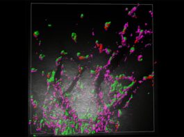 De enemigo a aliado: Antiguos genes de virus protegen el cerebro contra infecciones Las proteínas RTL6, que se muestran en verde, protegen los capilares del cerebro del ratón