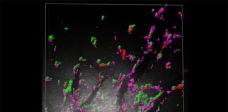 De enemigo a aliado: Antiguos genes de virus protegen el cerebro contra infecciones Las proteínas RTL6, que se muestran en verde, protegen los capilares del cerebro del ratón