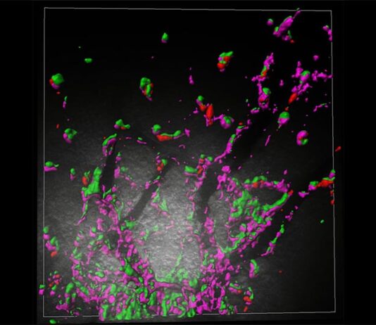 De enemigo a aliado: Antiguos genes de virus protegen el cerebro contra infecciones Las proteínas RTL6, que se muestran en verde, protegen los capilares del cerebro del ratón