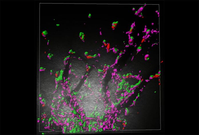 Las proteínas RTL6, que se muestran en verde, protegen los capilares del cerebro del ratón