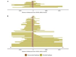 El origen de la epilepsia febril está en la mutación de una sola persona, ocurrida hace 800 años Epilepsia febril: Representación de regiones haplotípicas compartidas alrededor del locus SCN1B
