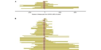 El origen de la epilepsia febril está en la mutación de una sola persona, ocurrida hace 800 años Epilepsia febril: Representación de regiones haplotípicas compartidas alrededor del locus SCN1B