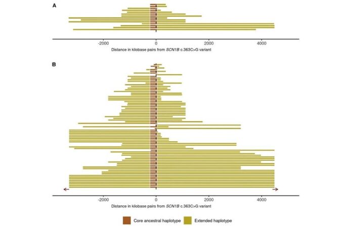 Epilepsia febril: Representación de regiones haplotípicas compartidas alrededor del locus SCN1B Epilepsia febril: Representación de regiones haplotípicas compartidas alrededor del locus SCN1B