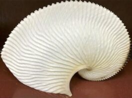 Pulpos: Una nueva investigación muestra cómo pueden haber evolucionado El receptáculo de huevos con forma de cáscara de los pulpos Argonauta argo hembra