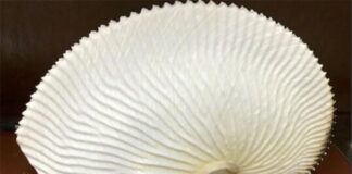 Pulpos: Una nueva investigación muestra cómo pueden haber evolucionado El receptáculo de huevos con forma de cáscara de los pulpos Argonauta argo hembra