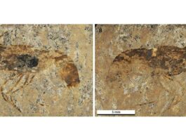 Descubren el camarón de agua dulce más antiguo de Alemania, ya extinto Fotografía del holotipo del camarón Bechleja brevirostris n. sp.