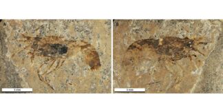 Descubren el camarón de agua dulce más antiguo de Alemania, ya extinto Fotografía del holotipo del camarón Bechleja brevirostris n. sp.