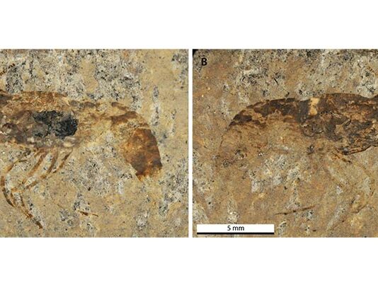 Descubren el camarón de agua dulce más antiguo de Alemania, ya extinto Fotografía del holotipo del camarón Bechleja brevirostris n. sp.