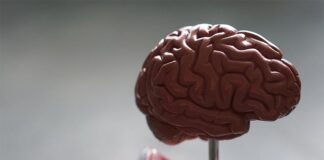 Los cambios cerebrales en el autismo son mucho más radicales de lo que se creía Cerebro