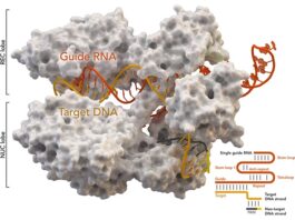 Primer uso de CRISPR para sustituir genes y tratar pacientes con cáncer Proteína asociada a CRISPR Cas9 (blanca) de Staphylococcus aureus basada en Protein Database ID 5AXW