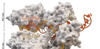 Primer uso de CRISPR para sustituir genes y tratar pacientes con cáncer Proteína asociada a CRISPR Cas9 (blanca) de Staphylococcus aureus basada en Protein Database ID 5AXW