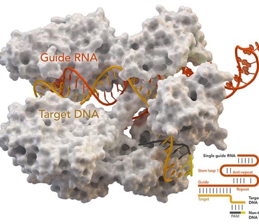 Primer uso de CRISPR para sustituir genes y tratar pacientes con cáncer Proteína asociada a CRISPR Cas9 (blanca) de Staphylococcus aureus basada en Protein Database ID 5AXW