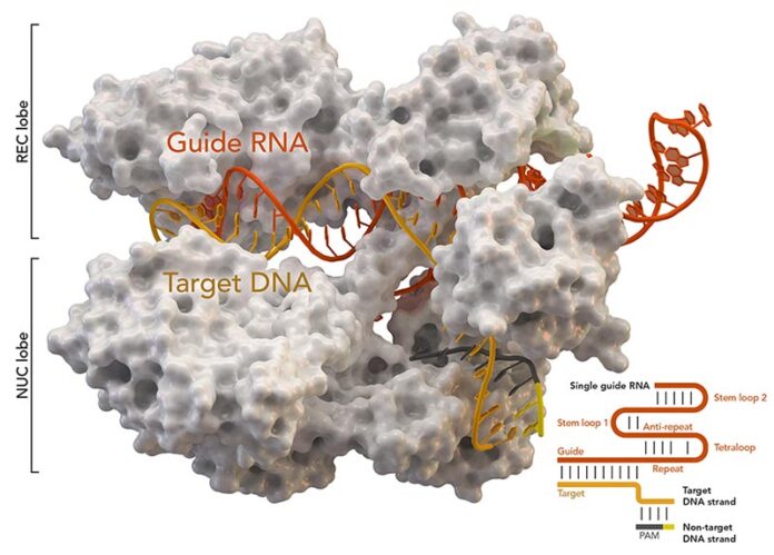 Proteína asociada a CRISPR Cas9 (blanca) de Staphylococcus aureus basada en Protein Database ID 5AXW