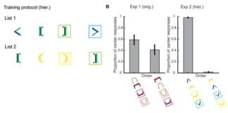 Los cuervos son capaces de entender el concepto de recursividad Ordenación jerárquica de los estímulos entre paréntesis en los experimentos con cuervos