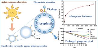 Los virus pueden hacer autostop en los microplásticos, según un estudio Los virus pueden 'hacer autostop' en los microplásticos